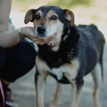 Oddam psa, województwo mazowieckie, 16 lutego 2026