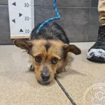 Przyjęty: 2026-02-16 Gmina: Chęciny Płeć: Suka Opis: mieszaniec, tricolor