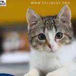 Kot do adopcji, Rzeszów, 16 lutego 2026