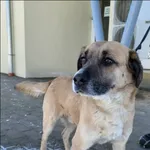 Znaleziono psa, Grudziądz, 15 lutego 2026