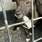 Pies do adopcji, Zgierz, 15 lutego 2026