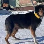 Znaleziono psa, Pieckowo, 16 lutego 2026