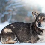 Pies do adopcji, Nowodwór, 16 lutego 2026