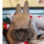 Oddam zwierzę, Wrocław, 19 stycznia 2026