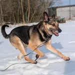 Pies do adopcji, Korabiewice, 16 lutego 2026