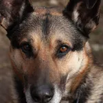 Pies do adopcji, Korabiewice, 16 lutego 2026
