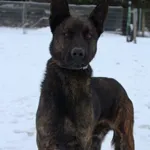 Pies do adopcji, Grudziądz, 13 lutego 2026