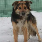 Pies do adopcji, Grudziądz, 27 stycznia 2026