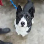 Pies do adopcji, Radom, 16 lutego 2026