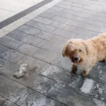 Znaleziono psa, Jurowce, 17 lutego 2026