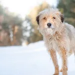 Pies do adopcji, Nowodwór, 17 lutego 2026