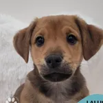 Pies do adopcji, Gdynia, 17 lutego 2026