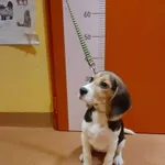 Znaleziono psa, Skałowo, 17 lutego 2026