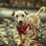 Pies do adopcji, Dłużyna Górna, 18 lutego 2026