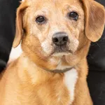 Znaleziono psa, Skałowo, 17 lutego 2026