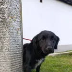 Pies do adopcji, Bełchatów, 1 listopada 2023