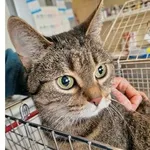 Kot do adopcji, Wrocław, 19 lutego 2026