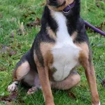 Pies do adopcji, Bełchatów, 14 czerwca 2022