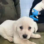 Znaleziono psa, Lublin, 19 lutego 2026