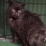 Znaleziono kota, Grudziądz, 19 lutego 2026