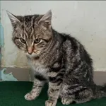 Znaleziono kota, Grudziądz, 19 lutego 2026