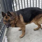 Pies do adopcji, Racibórz, 19 lutego 2026