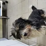 Znaleziono psa, Choszczno, 2 lutego 2026