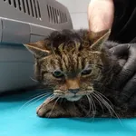 Kot do adopcji, Szczecin, 19 lutego 2026