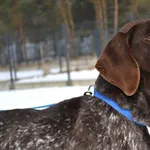 Przyjęty: 2026-01-27 Gmina: Przeciszów Płeć: Suka Opis: w typie wyżła niemieckiego, Brązowo-dreszowate