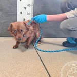 Przyjęty: 2026-02-18 Gmina: Żywiec Płeć: Suka Opis: mieszaniec, rude