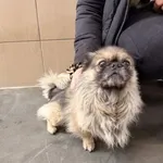 Pies do adopcji, Kraków, 5 lutego 2026