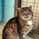 Kot do adopcji, Dłużyna Górna, 19 lutego 2026