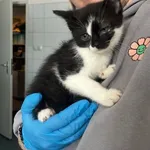 Znaleziono kota, Lublin, 19 lutego 2026