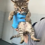 Znaleziono kota, Lublin, 19 lutego 2026