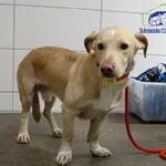 Znaleziono psa, Szczecin, 19 lutego 2026