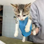 Znaleziono kota, Lublin, 19 lutego 2026