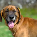 Baron - wyjątkowy pies w typie posokowca szuka domu 