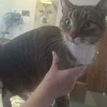 Znaleziono kota, Olsztyn, 19 lutego 2026