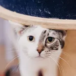 Kot do adopcji, Częstochowa, 29 lipca 2025