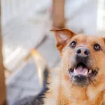 Oddam psa, Elbląg, 21 lutego 2026