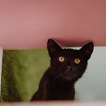 Oddam kota, Elbląg, 21 lutego 2026