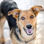 Oddam psa, Pruszcz Gdański, 21 lutego 2026