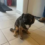 Znaleziono psa, Lublin, 20 lutego 2026