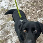 Miłosz przyjechał do nas z likwidowanego schroniska "Kocham Psisko". Ten energiczny i radosny pies bardzo lubi kontakt z człowiekiem i chętnie wychodzi na spacery. Na widok opiekuna cieszy się całym s