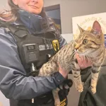 Znaleziono kota, Bydgoszcz, 15 lutego 2026