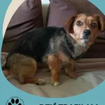 Znaleziono psa, Dąbrówka, 20 lutego 2026