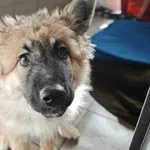 Znaleziono psa, Bydgoszcz, 16 lutego 2026