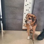 Znaleziono psa, Chełmek, 21 lutego 2026