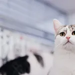 Kot do adopcji, Częstochowa, 29 lipca 2025