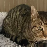 Znaleziono kota, Bydgoszcz, 13 lutego 2026